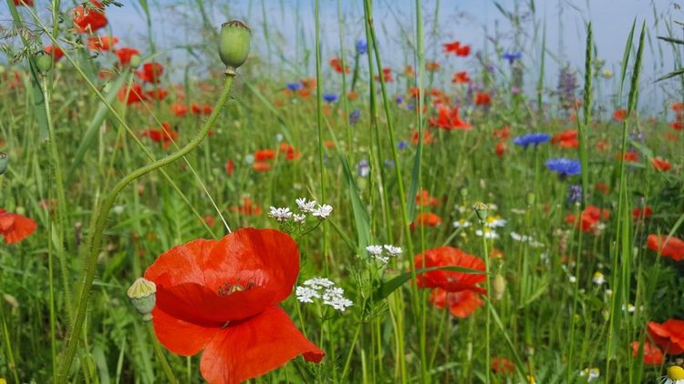 Les activités Nature proposés par Les ruches - Animation biodiversité - Apicultrice