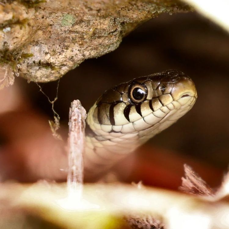 Les Rochers d'Angennes