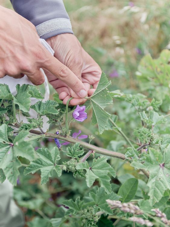 Balade plantes littorales comestibles et dégustation