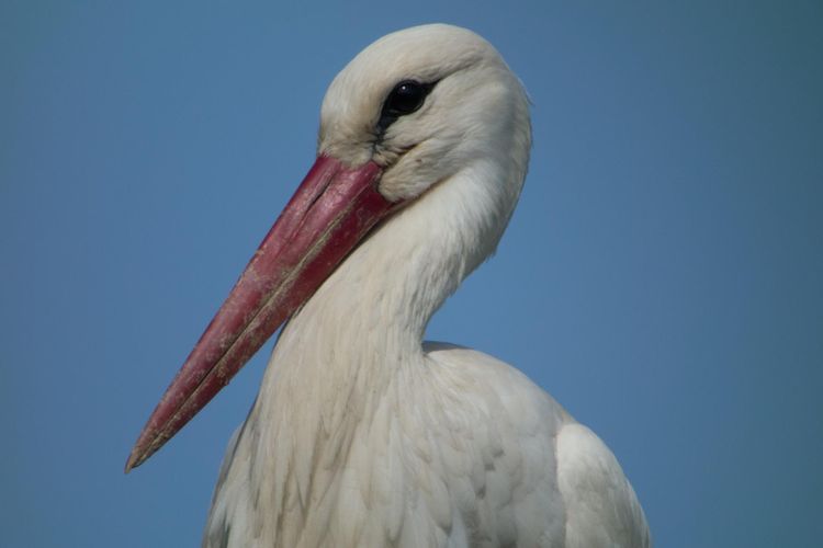 Sortie ornithologique en Brière