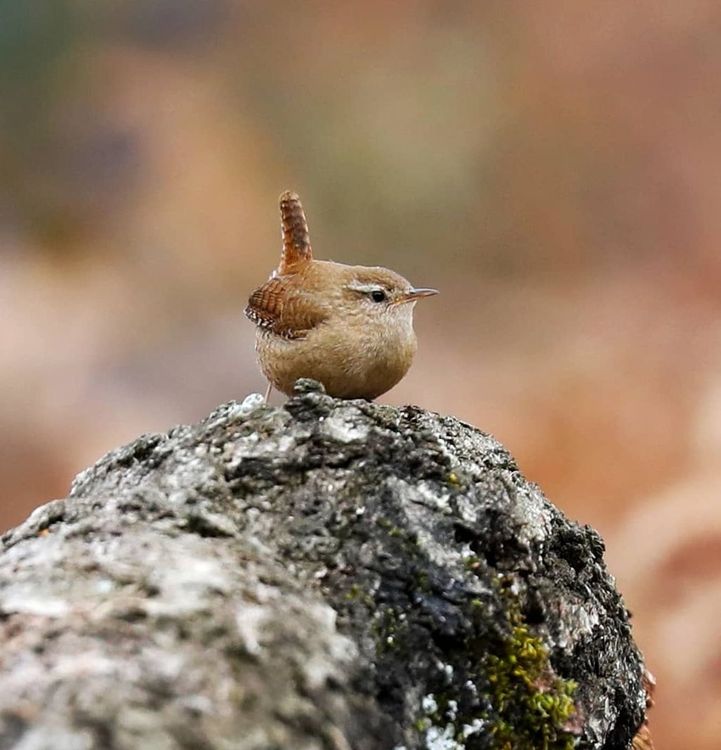 Du Coupe-gorge au Gruyer : entre deux étangs rambolitains