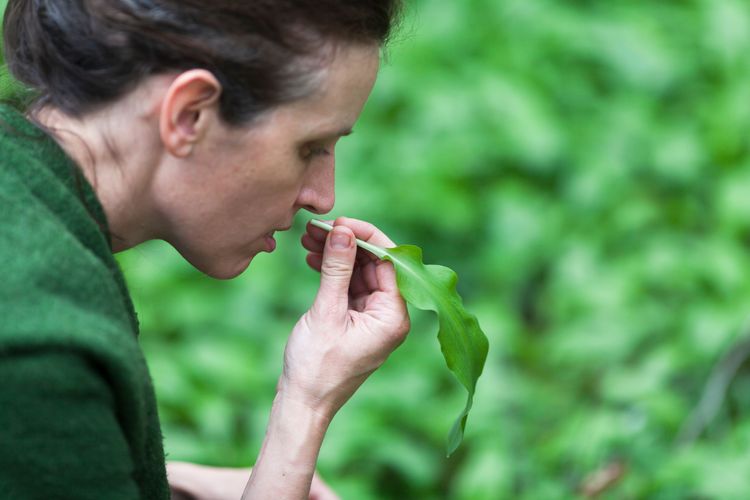 Reconnaissance des Plantes Sauvages