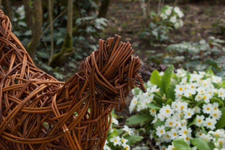 Les activités Nature proposés par Lucie - Vannerie - Sculpture