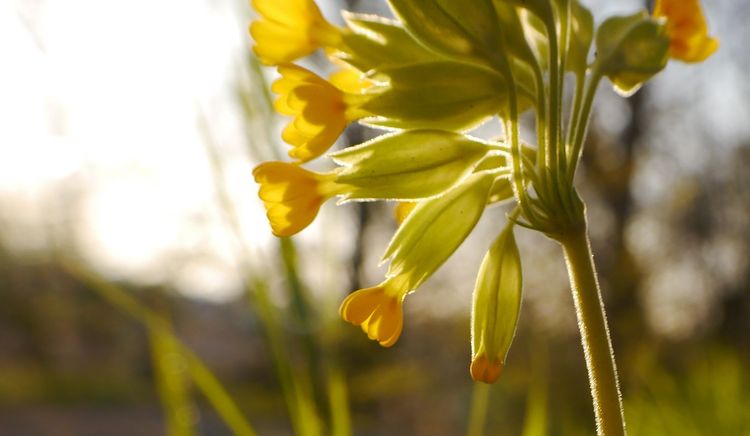 Les activités Nature proposés par Céline - Animatrice Nature