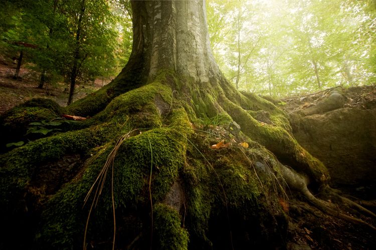 Les activités Nature proposés par Ryselen - Guide en sylvothérapie