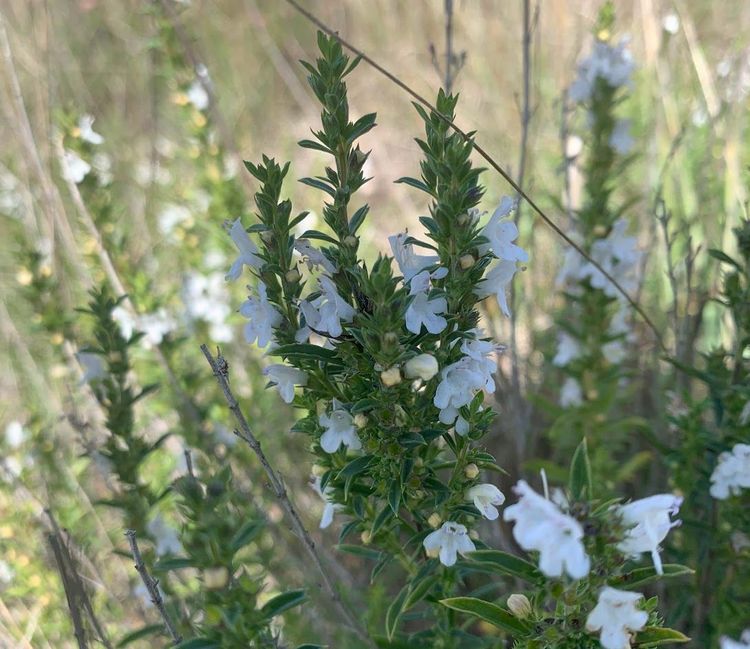 Les plantes médicinales de l'automne