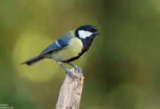 Les chants des oiseaux du bois de Vincennes