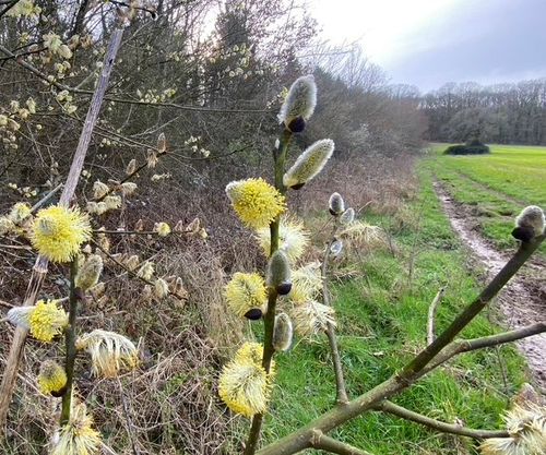 SUR LES PAS DU JEUNE SAVINIEN DE CYRANO DE BERGERAC, Sieur de Mauvières 