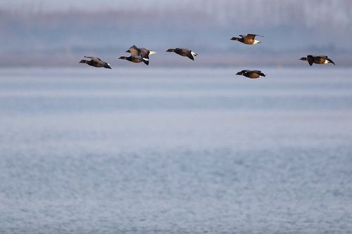 Reconnaissance des oiseaux migrateurs