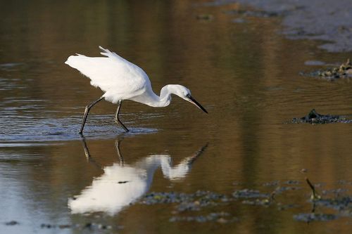 Les oiseaux de la presqu'ile Guérandaise