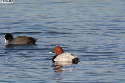 Des oiseaux venus du nord