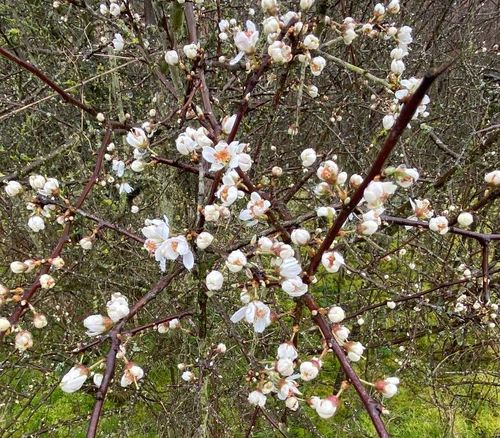 TOUT LE LONG DE L’YVETTE, LES FLEURS ET BOURGEONS DE MAI ENTRE DEUX LAVOIRS - DAMPIERRE _MAINCOURT