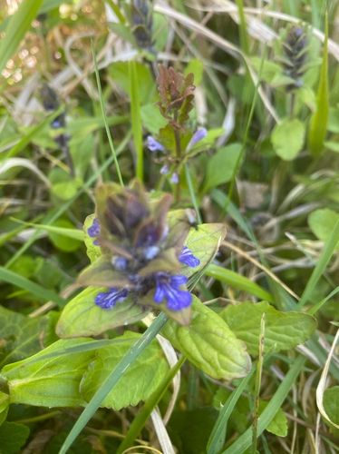 Les herbes folles mi-urbaines mi-rurales - SAINT REMY LES CHEVREUSE