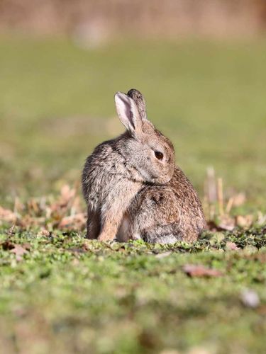 Les lapins de St-Quentin