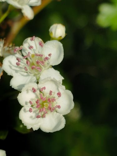 Balade ethnobotanique