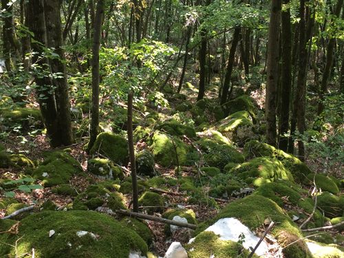 Balade ressourçante "L'énergie douce de la nature"