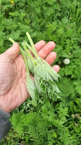 Cueillette et cuisine aux herbes sauvages