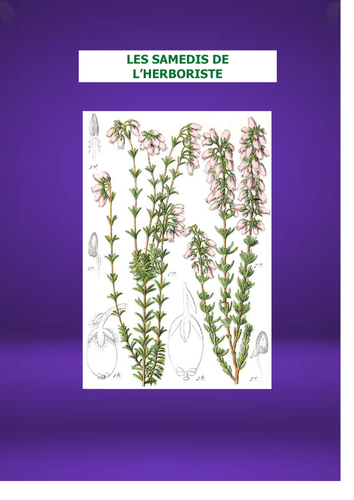 LES SAMEDIS DE L'HERBORISTE : La BRUYERE au milieu de la lande