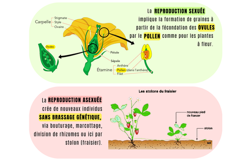 qu-est-ce-qu-une-plante