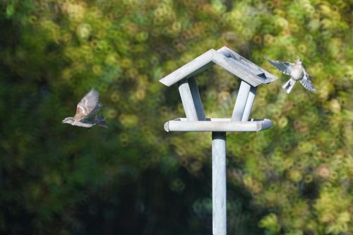 ATELIER ENFANT - LES OISEAUX COMMUNS