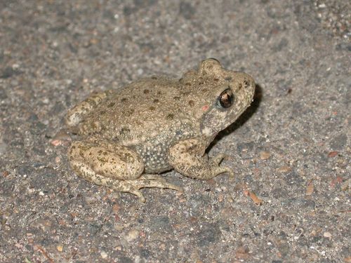 Enquête crapaud Alyte