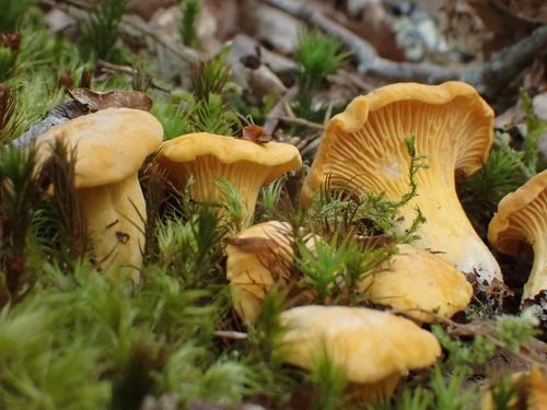 Initiation à la mycologie