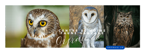 Balade ornithologique 