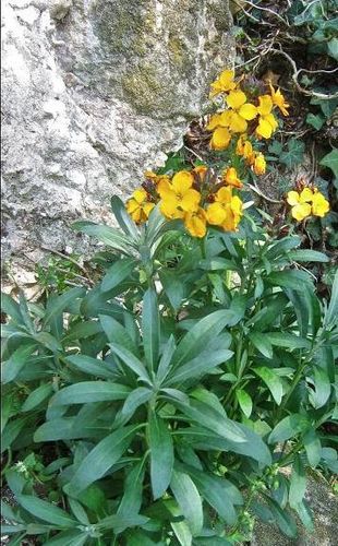 LES JOLIES GIROFLEES SAUVAGES D’UN VILLAGE MEDIEVAL