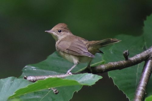 Voir les oiseaux en forêt de Marly
