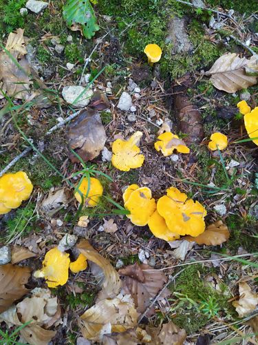 Girolles (Cantharellus cibarius)