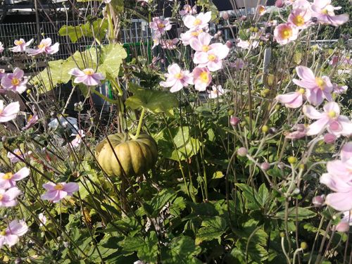 Jardin 20e
