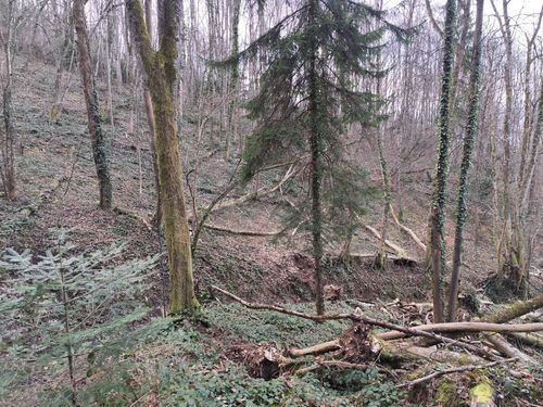Reconnaissance des arbres forestiers et introduction à la gestion forestière multifonctionnelle