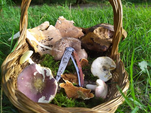 Découverte des champignons dans la forêt domaniale d'Halatte
