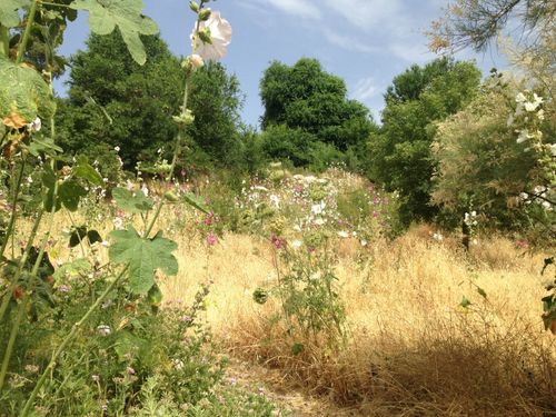 Le chemin Jean Racine, une balade botanique poétique