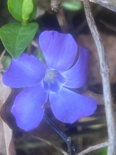 SUR LE CHEMIN JEAN RACINE - DE CHEVREUSE A L'ABBAYE DE PORT ROYAL DES CHAMPS 