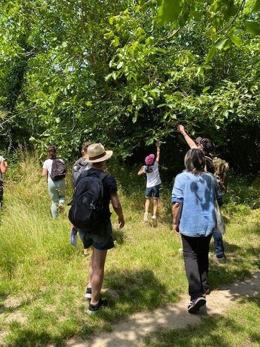 Balade et dégustation de plantes sauvages
