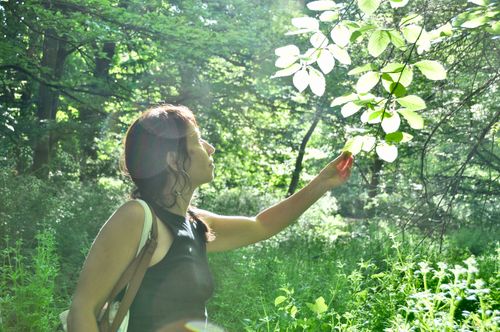 Les plantes sauvages des Bords de Marne