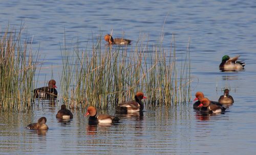 Découverte de la réserve naturelle de la Tour du Valat en Camargue
