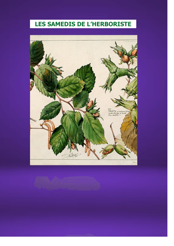 LES SAMEDIS DE L'HERBORISTE : Le NOISETIER, l'ami des fées et des convalescents