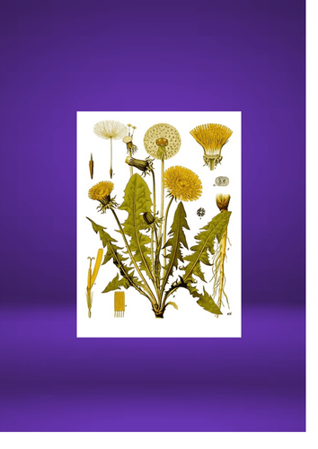 LES SAMEDIS DE L'HERBORISTE : PISSENLIT Viva Taraxacum