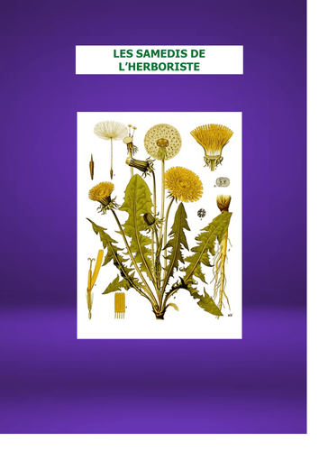 LES SAMEDIS DE L'HERBORISTE : Le PISSENLIT - Viva Taraxacum