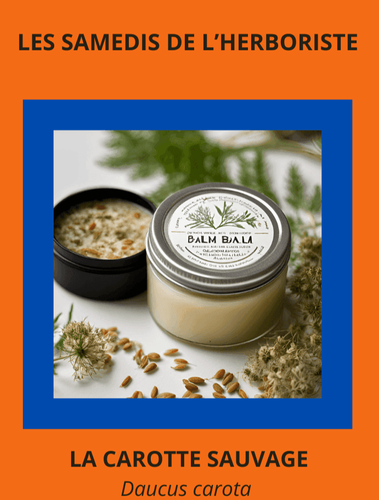 LES SAMEDIS DE L'HERBORISTE : CAROTTE SAUVAGE