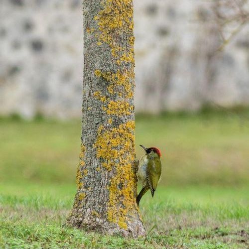 Découverte des oiseaux au parc du Sausset