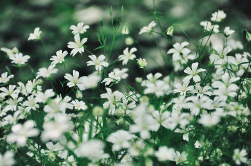 Stellaire holostée, fond d'écran, photo prise par Adeline Gravier de Totem sauvage, spécialiste en plantes sauvages comestibles et médicinales