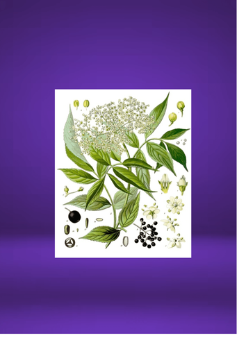 LES SAMEDIS DE L'HERBORISTE : Monsieur le SUREAU NOIR