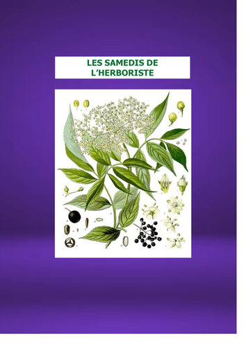 LES SAMEDIS DE L'HERBORISTE : Monsieur le SUREAU NOIR