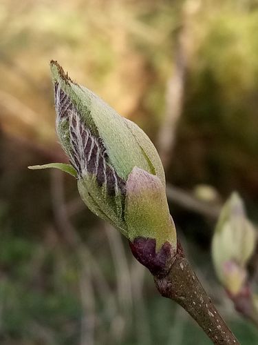 Atelier cueillettes de bourgeons et fabrication de macérats 