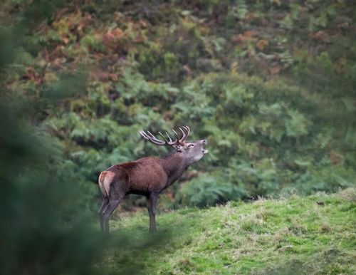 Aventure photo Brame du Cerf