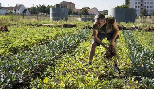 COURS D’INITIATION À LA PERMACULTURE