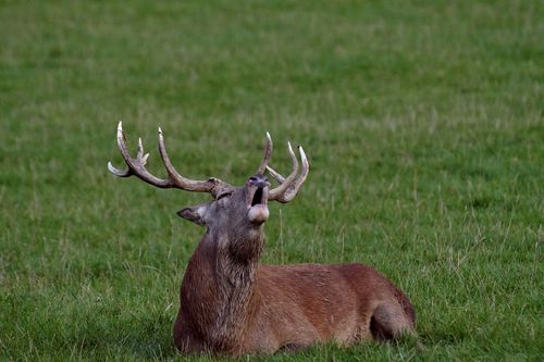 Balade nature à la découverte du merveilleux brame du cerf